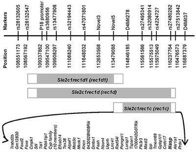 A Variant of the Histone-Binding Protein sNASP Contributes to Mouse Lupus